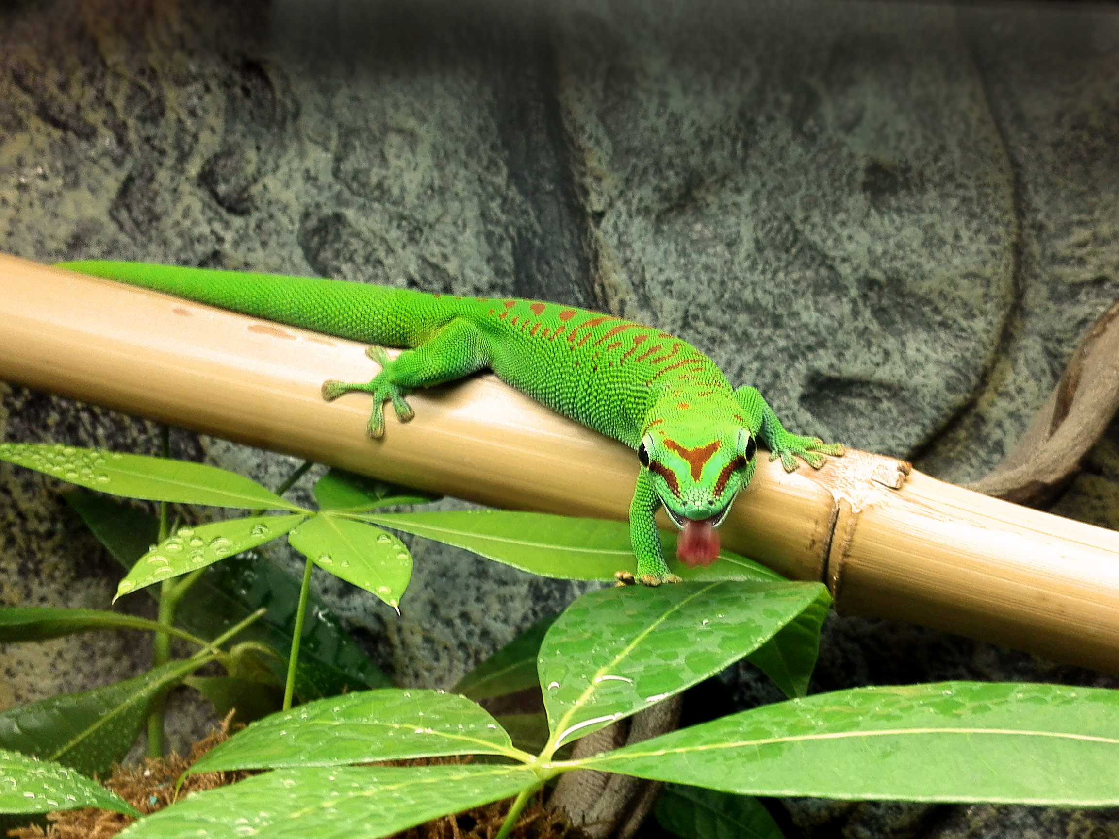 Gecko leckt Tropfen von Blatt
